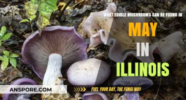 May's Edible Mushroom Bounty: A Guide to Illinois Foragers