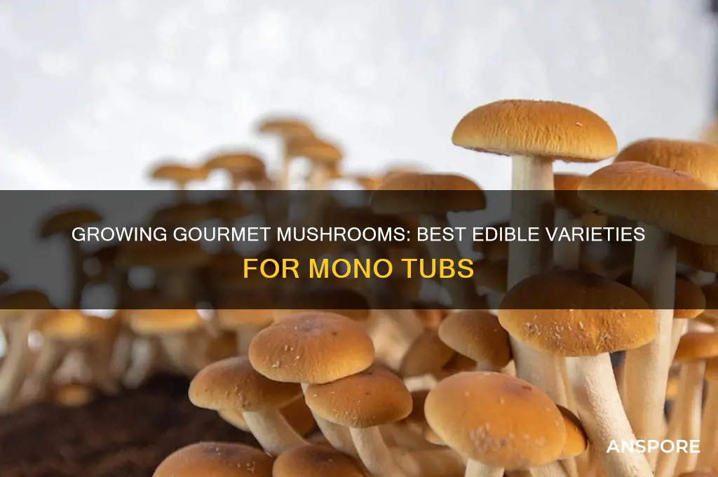 what edible mushrooms can be grown in mono tub