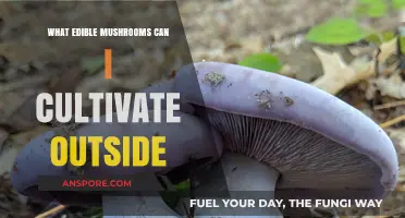 Cultivating Edible Mushrooms Outdoors: A Beginner's Guide to Varieties