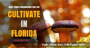 Cultivating Edible Mushrooms in Florida: Top Varieties to Grow at Home