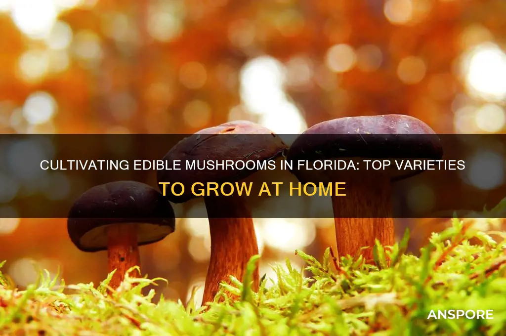 what edible mushrooms can you cultivate in florida