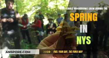 Spring's Bounty: Edible Mushrooms to Forage in New York State