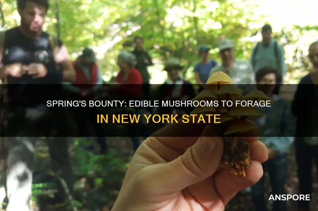 what edible mushrooms grow during the spring in nys