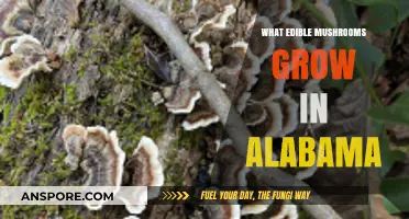 Discover Alabama's Edible Mushrooms: A Forager's Guide to Safe Finds