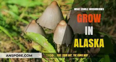 Alaska's Edible Mushrooms: A Guide to Foraging Wild Fungi