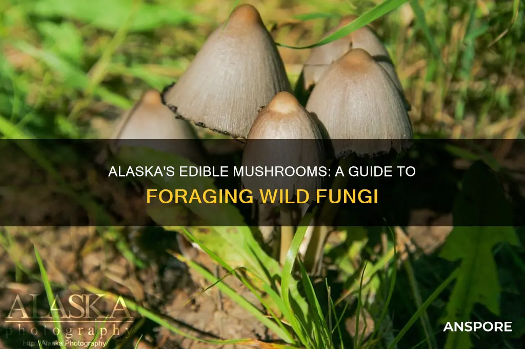what edible mushrooms grow in alaska