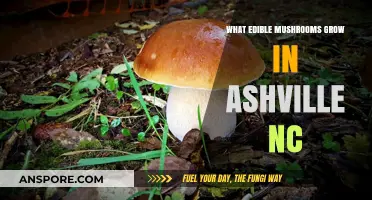Discover Asheville's Edible Mushrooms: A Forager's Guide to Local Varieties