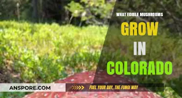 Discover Colorado's Edible Mushrooms: A Forager's Guide to Safe Finds