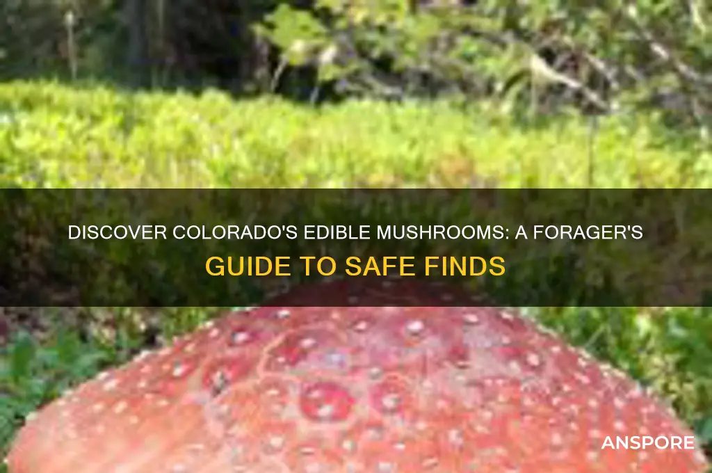 what edible mushrooms grow in colorado