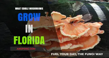 Discover Florida's Edible Mushrooms: A Guide to Foraging Safely