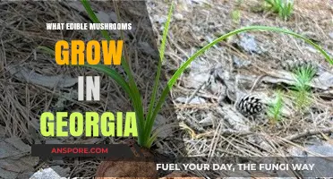 Discover Georgia's Edible Mushrooms: A Forager's Guide to Local Varieties