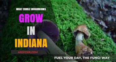 Indiana's Edible Mushrooms: A Guide to Foraging Safely in the Wild