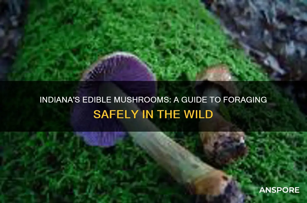 what edible mushrooms grow in indiana