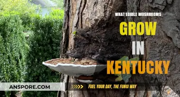 Kentucky's Edible Mushrooms: A Guide to Foraging Wild Fungi Safely