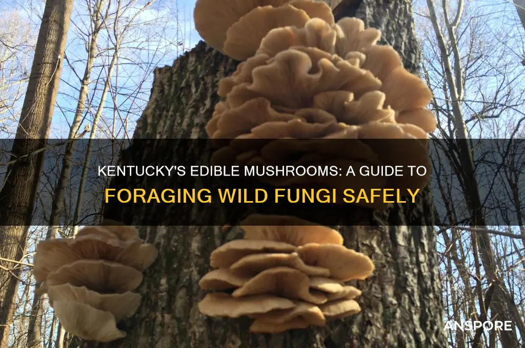 what edible mushrooms grow in kentucky