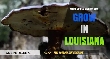 Discovering Louisiana's Edible Mushrooms: A Guide to Foraging Safely