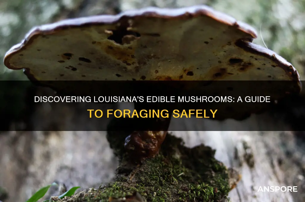 what edible mushrooms grow in louisiana