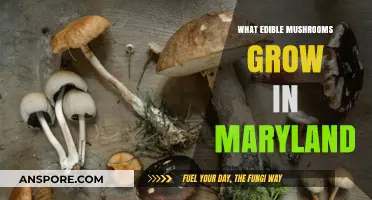 Discovering Maryland's Edible Mushrooms: A Forager's Guide to Safe Finds