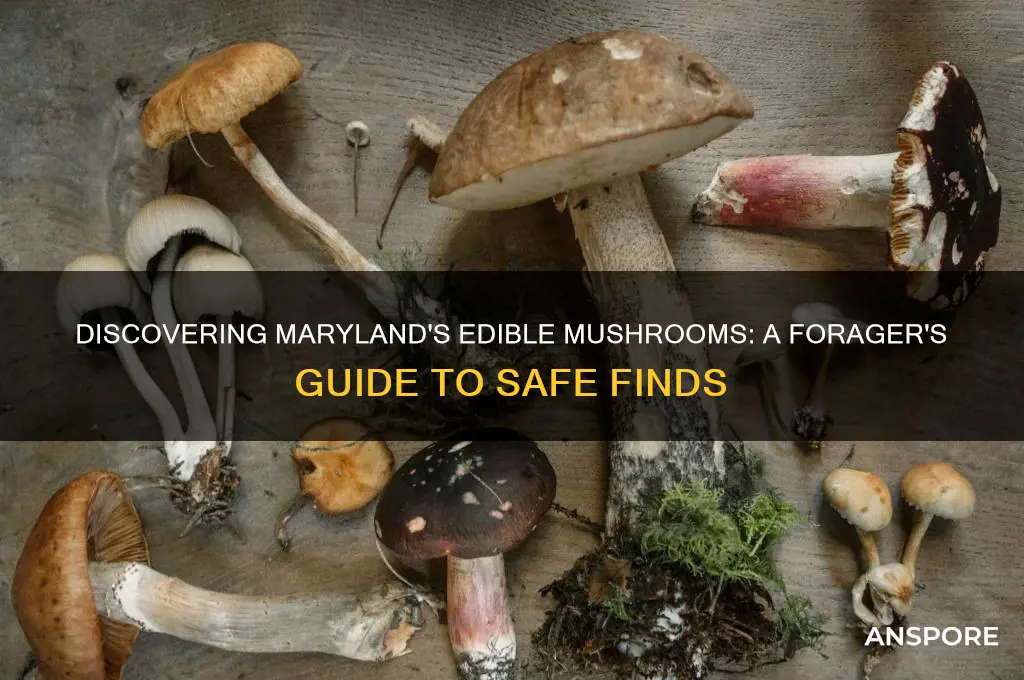 what edible mushrooms grow in maryland