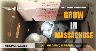 Discovering Massachusetts' Edible Mushrooms: A Forager's Guide to Local Varieties