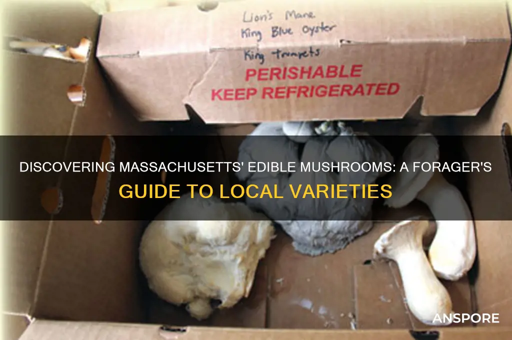 what edible mushrooms grow in massachusetts