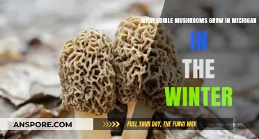 Winter Foraging: Discovering Michigan's Edible Mushrooms in the Cold Season