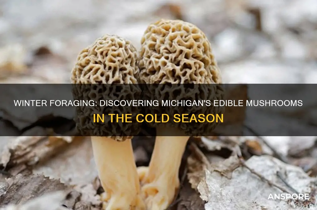 what edible mushrooms grow in michigan in the winter
