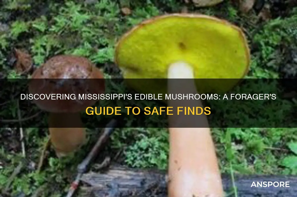 what edible mushrooms grow in mississippi
