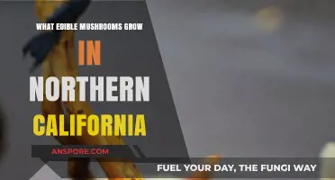 Discovering Northern California's Edible Mushrooms: A Forager's Guide