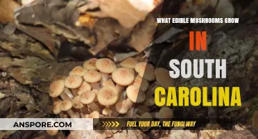 Discovering South Carolina's Edible Mushrooms: A Forager's Guide to Wild Varieties