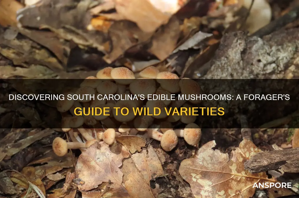 what edible mushrooms grow in south carolina