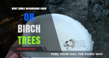 Discovering Edible Mushrooms Thriving on Birch Trees: A Forager's Guide