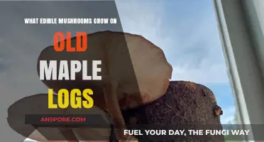 Discovering Edible Mushrooms Thriving on Aged Maple Logs: A Guide