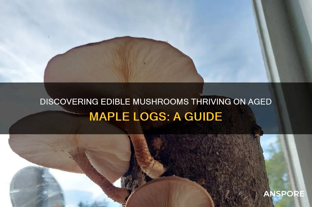 what edible mushrooms grow on old maple logs