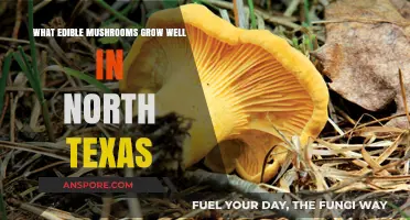 Discovering North Texas' Best Edible Mushrooms for Home Growers