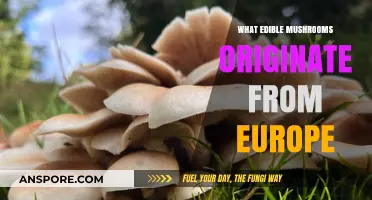 Exploring Europe's Edible Mushrooms: A Guide to Native Varieties