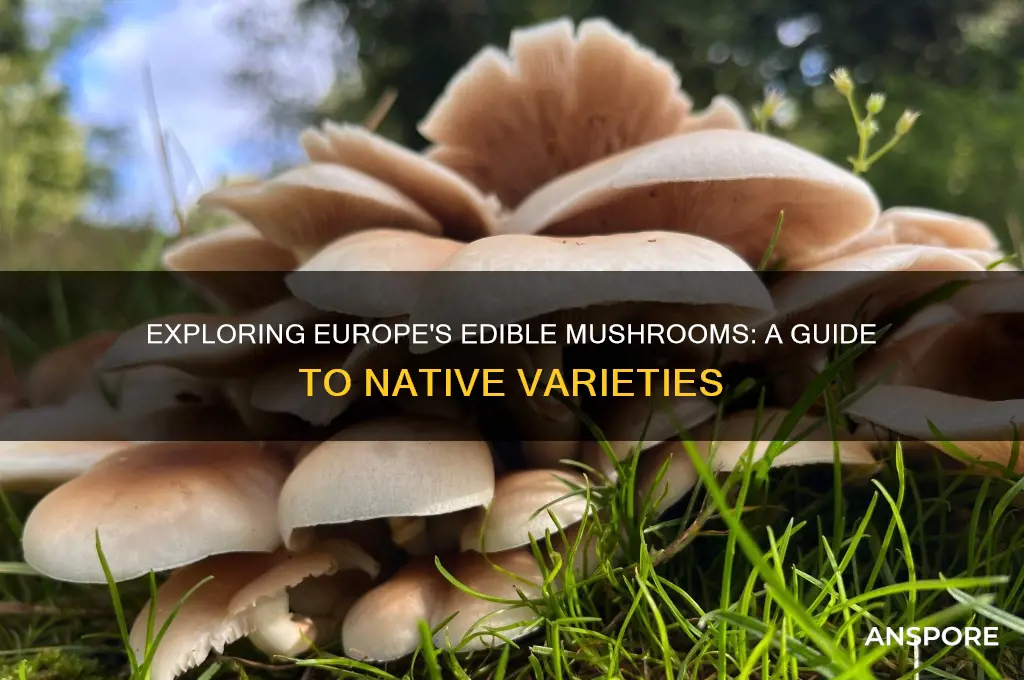 what edible mushrooms originate from europe