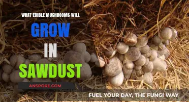 Edible Mushrooms Thriving in Sawdust: A Guide to Cultivating Delicacies