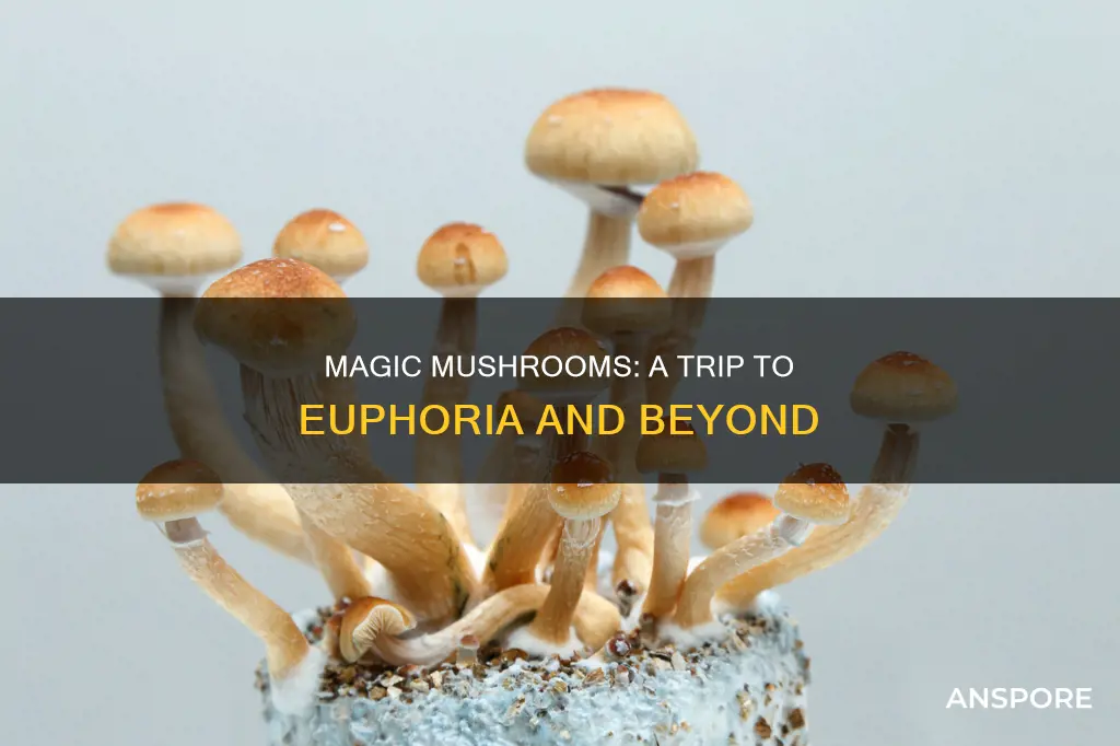 what effect do mushrooms give