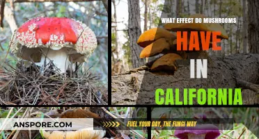 Mushrooms' Impact on California's Ecology, Economy, and Culture Explored