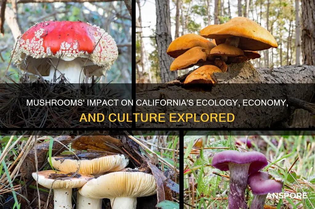 what effect do mushrooms have in california