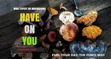 Exploring Mushrooms' Impact: Mind, Body, and Health Effects Revealed