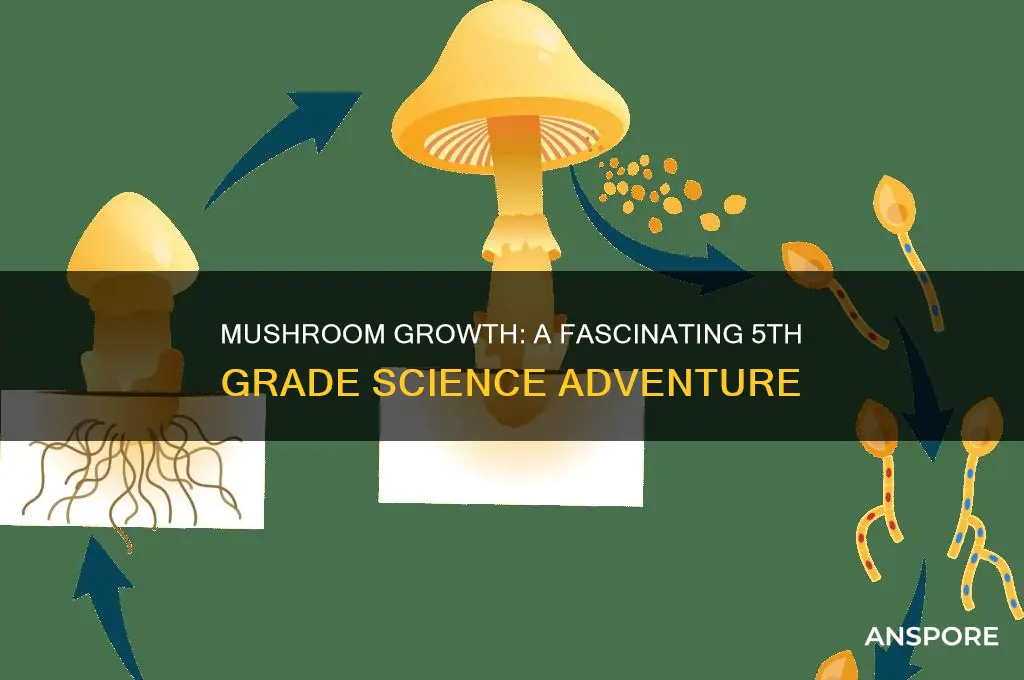 what effect does the growth of mushrooms for 5th grades