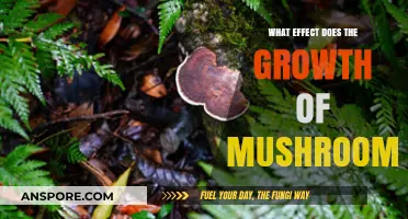Mushroom Growth: Unveiling Its Impact on Ecosystems and Human Health