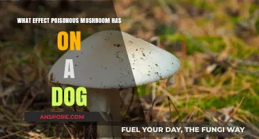 Toxic Mushrooms: Understanding the Deadly Impact on Dogs' Health