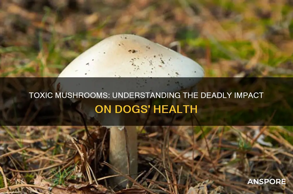 what effect poisonous mushroom has on a dog