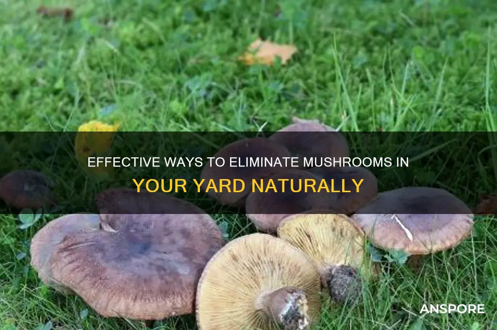 what effective at kills mushrooms in your yard