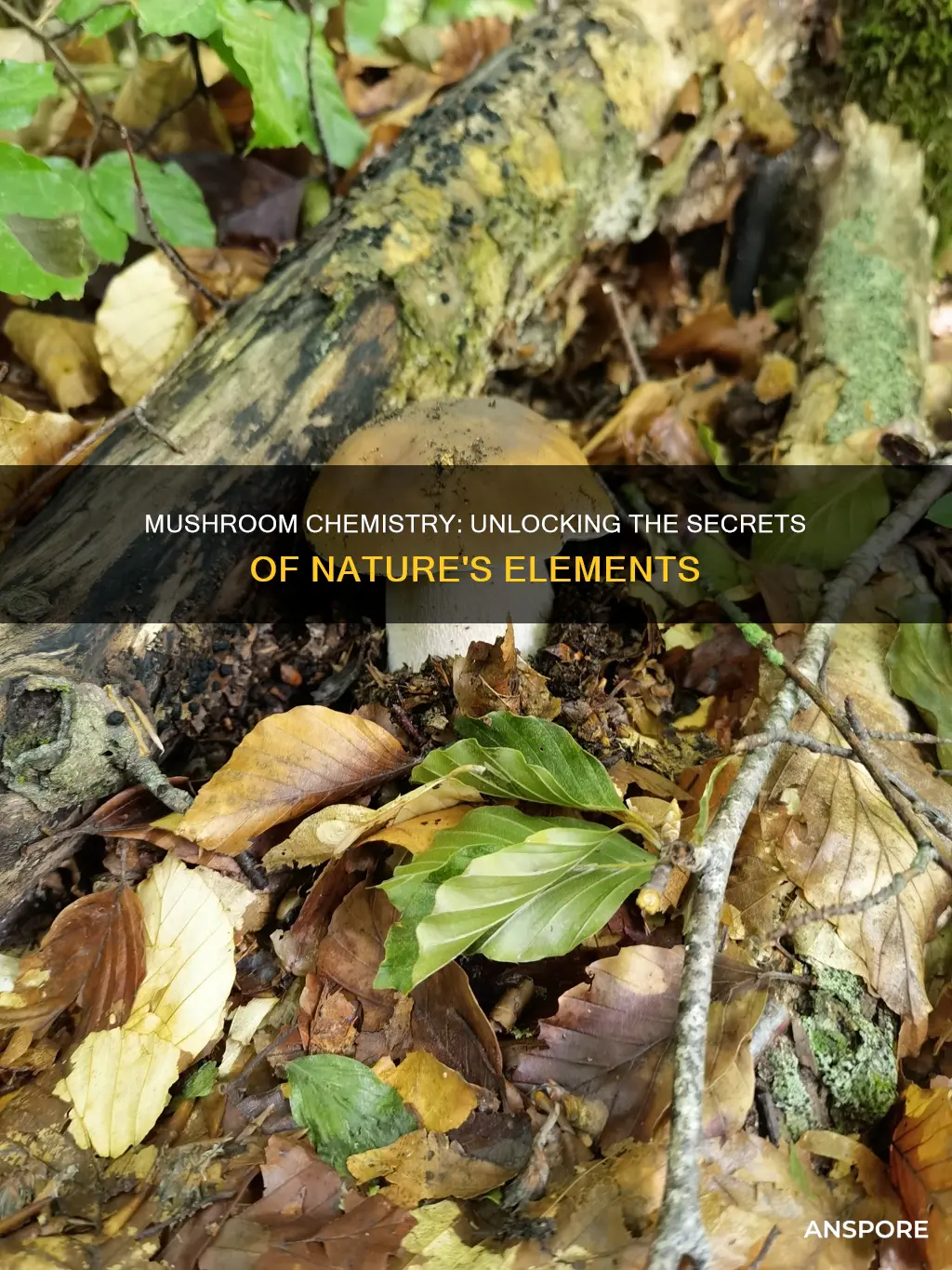 what elements are in mushrooms