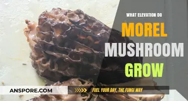 Discovering Morel Mushrooms: Ideal Elevation for Growth and Harvesting