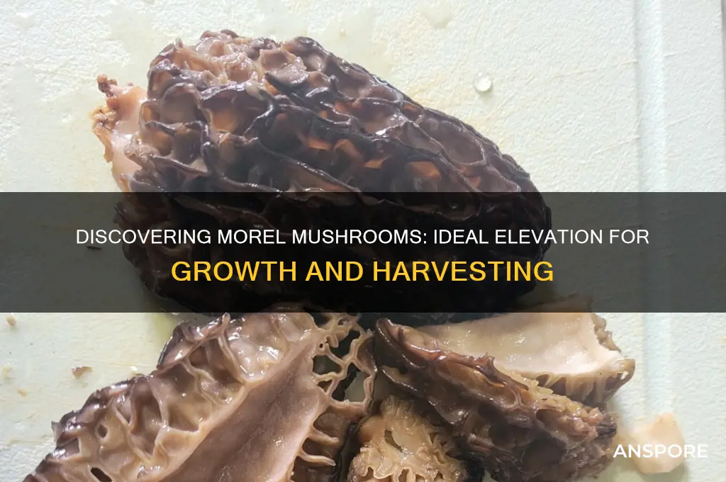 what elevation do morel mushrooms grow